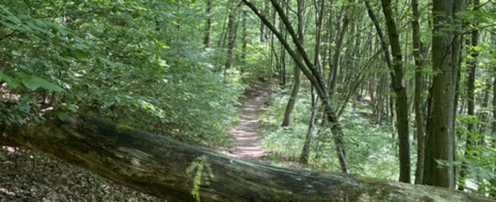 7. Maurer Waldorflauf