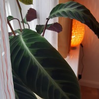Gallery Foto