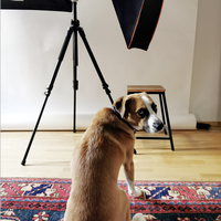 Gallery Foto
