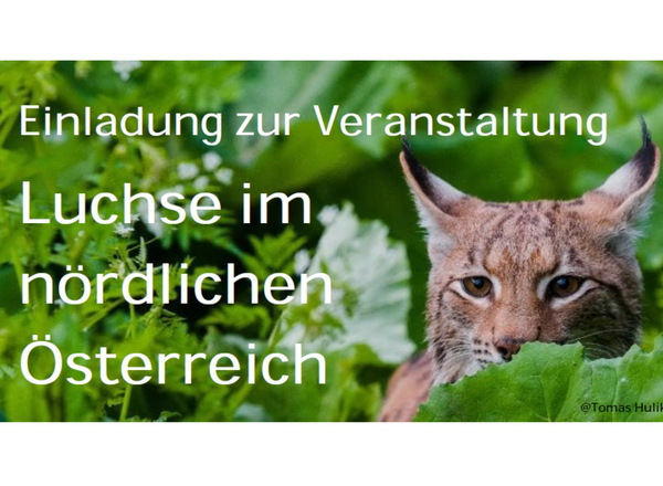 Luchse im nördlichen Österreich