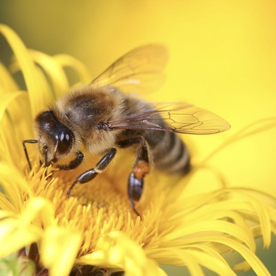 Wir suchen einen Garten/Grünfläche für 9-10 Bienenstöcke 🐝 🌺