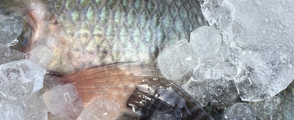 Fischfarm Zwischenbrücken