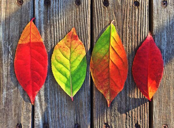 Forrest Yoga Morning Intensive im Rhythmus des Herbstes