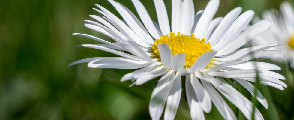 Energetik mit Prisca