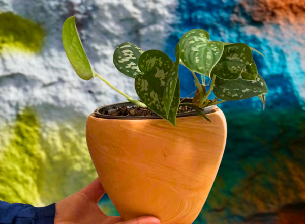 Zimmerpflanzen verstehen & vermehren