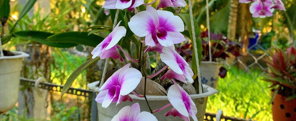 Orchideenreise 2025 – Thessalien, Sizilien, Calypso in Schweden