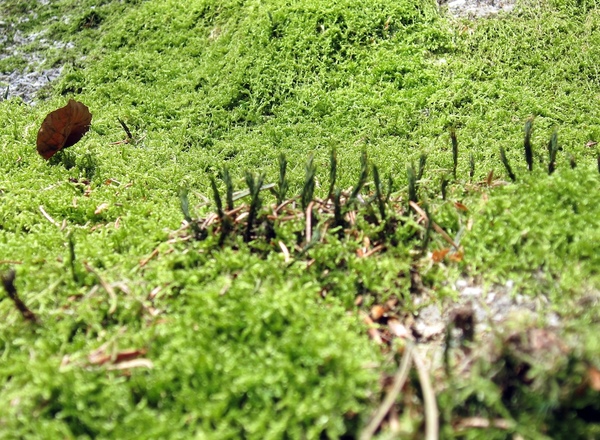 'Begleitung in die Natur' | Stefan Lirsch