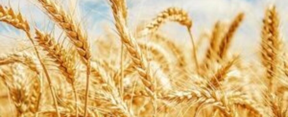 Schamanischer Heilkreis LUGHNASADH