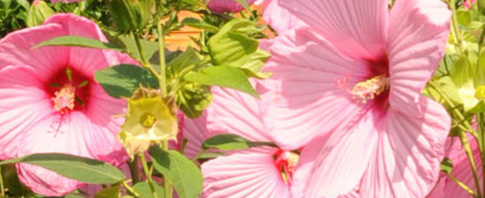 Space for soul - Individuelles Coaching und Mentoring Programm über 5 Wochen