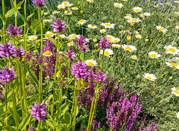 Planungsworkshop 3 Lass die Blumen tanzen! Block