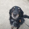 Ich suche einen Coaching-Raum, in dem ich auch meinen sehr lieben, ruhige Hund mitnehmen darf.