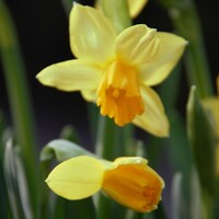Gallery Foto