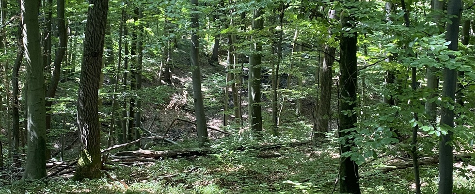 Tages IM-Puls im Wienerwald