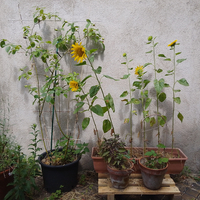 Gallery Foto