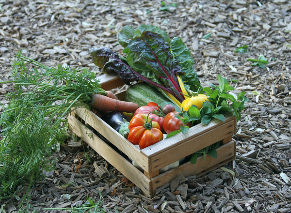 Info-Abend - Gemüse-Kistl aus der Lobau