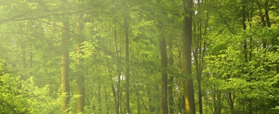 into the woods - Wald. Atem. Sein