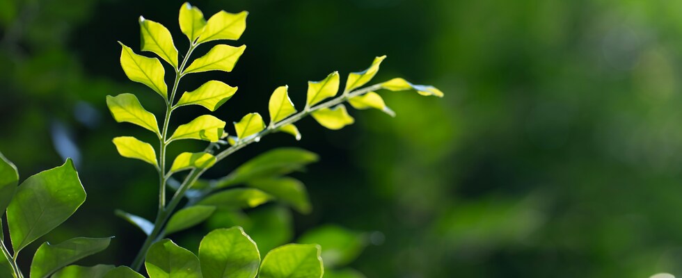 Leichter Kopf, freier Nacken - online Masterclass am 16. April