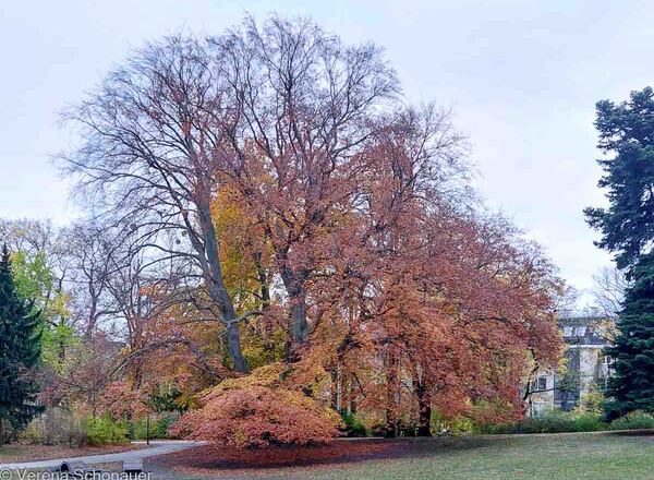 Pflanzenbegegnung Lieblingsbäume und Raritäten im Türkenschanzpark