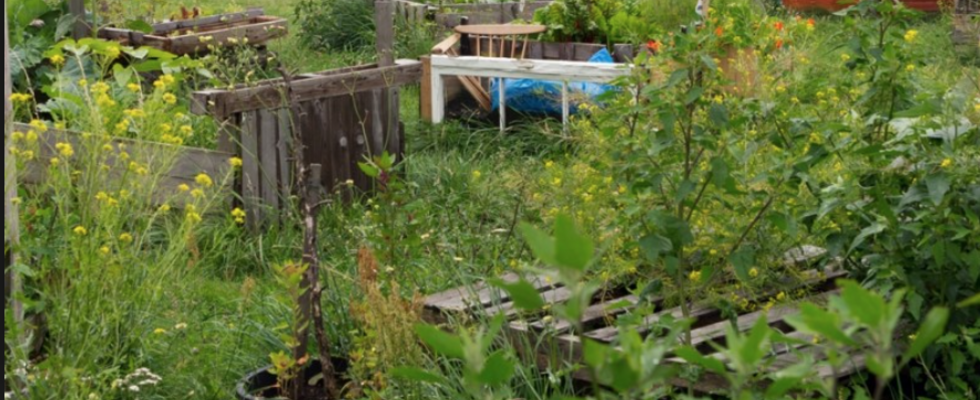 Extensives Gärtnern in der Stadt- Workshop