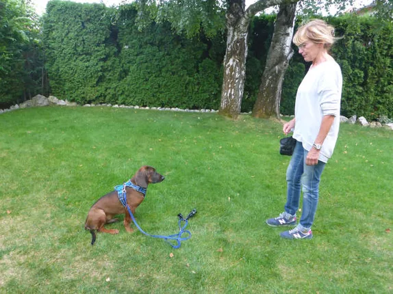 Hundetraining mit Roya – Foto 5