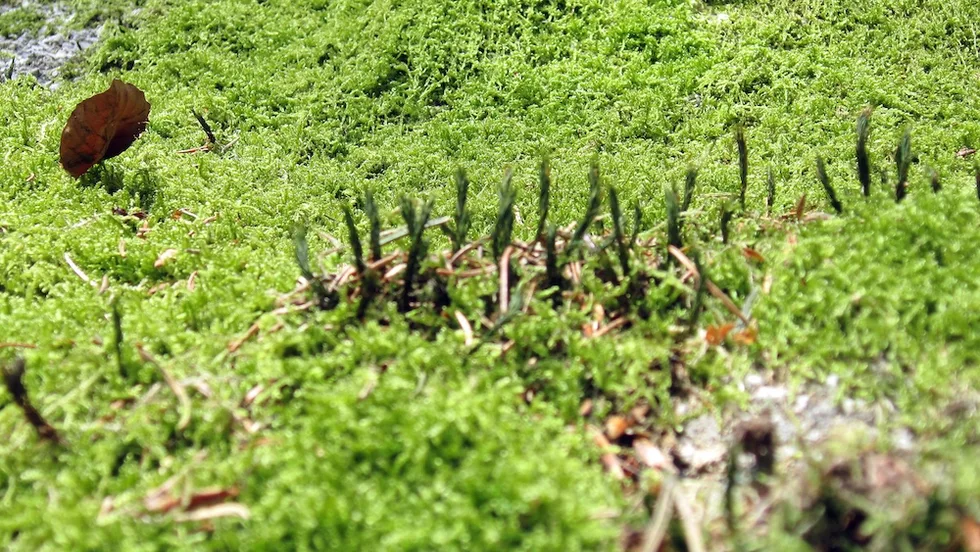 'Begleitung in die Natur' | Stefan Lirsch – Foto 1