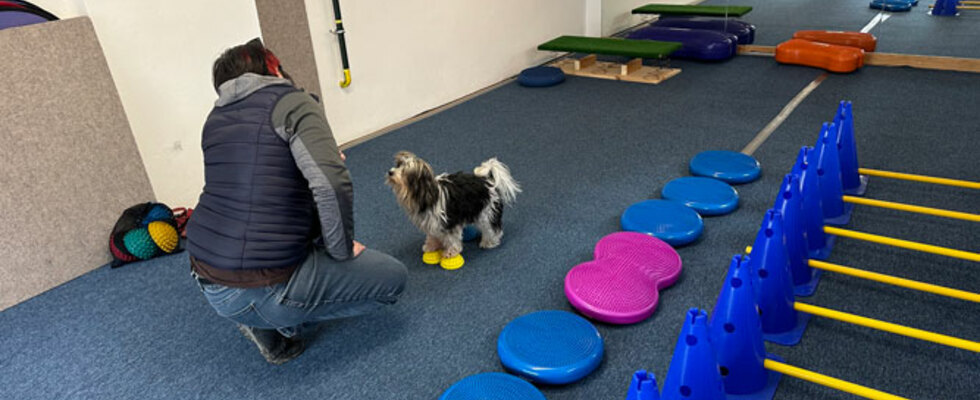 Hundetraining mit Roya