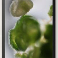 Gallery Foto