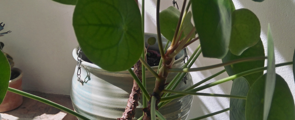 Let bloom! Shaping native plants & SURE fixed - OpenTalk to Clay