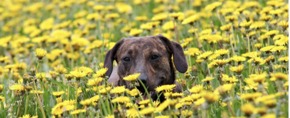 Vorträge rund um das Thema Hund 