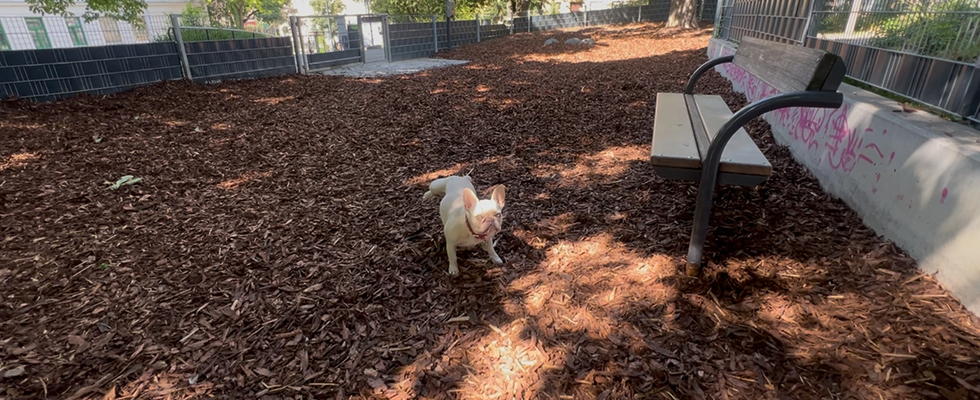 DEMO - für Barrierefreiheit in der Hundezone Forschneritschpark