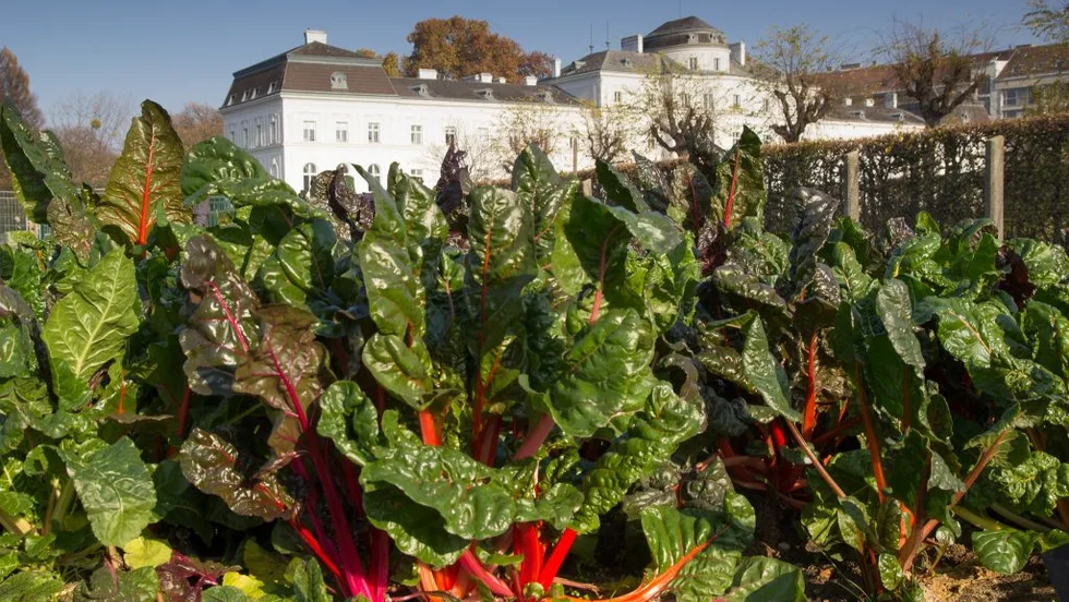 City Farm Augarten – Foto 1