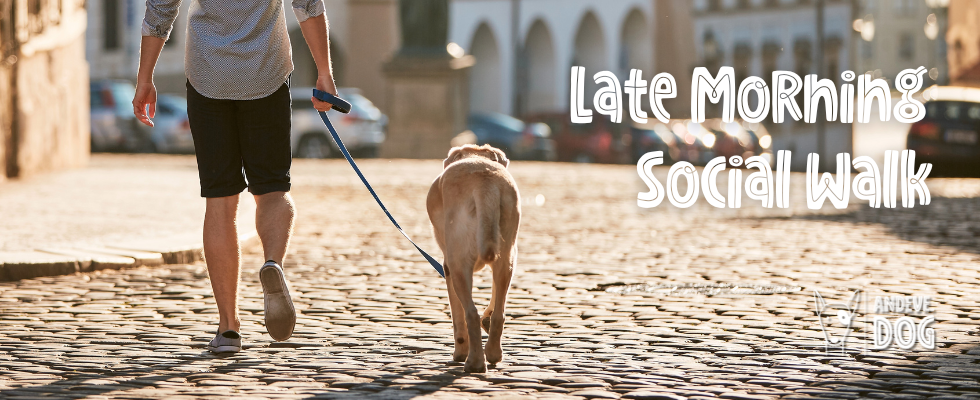 Late Morning Social Walk - Hundebegegnungen entspannt meistern & neues Lernen