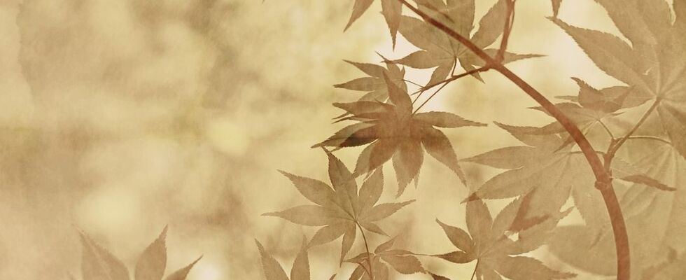 Mit Meditation leichter durchs Leben - Workshop mit Margit