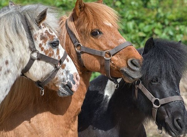 Pony Nachmittag für Kids von 8 - 12 Jahren