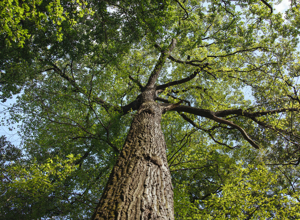 Psychologisch-therapeutische Waldgruppe – Waldzeit statt Online-Zeit & Schulstress!