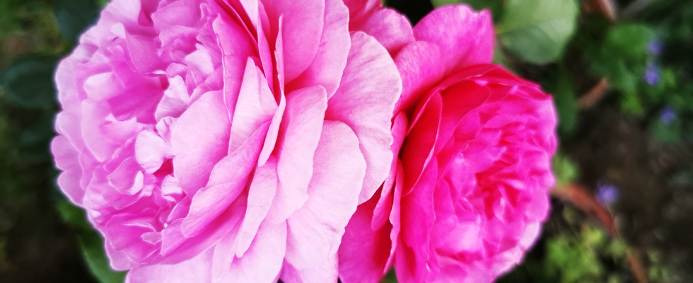 Die Liebe aktivieren - Selbstwert finden - die Partnerschaft beleben