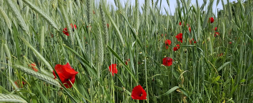 Psychosoziale Online-Beratung | Lebens- und Sozialberatung