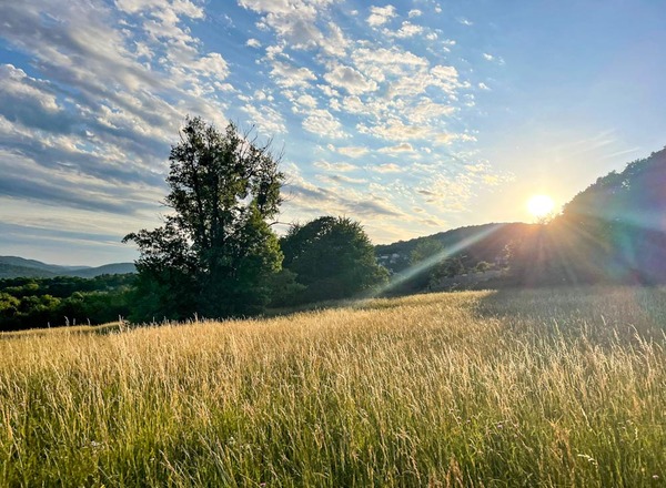 Pflanzenbegegnungen  zur Sommer-Sonnenwende