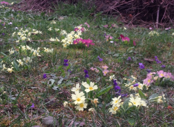 Zauberhafte Pflanzen aus dem Geschichtengarten