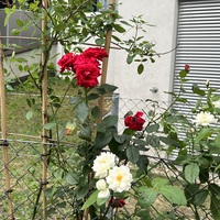 Gallery Foto