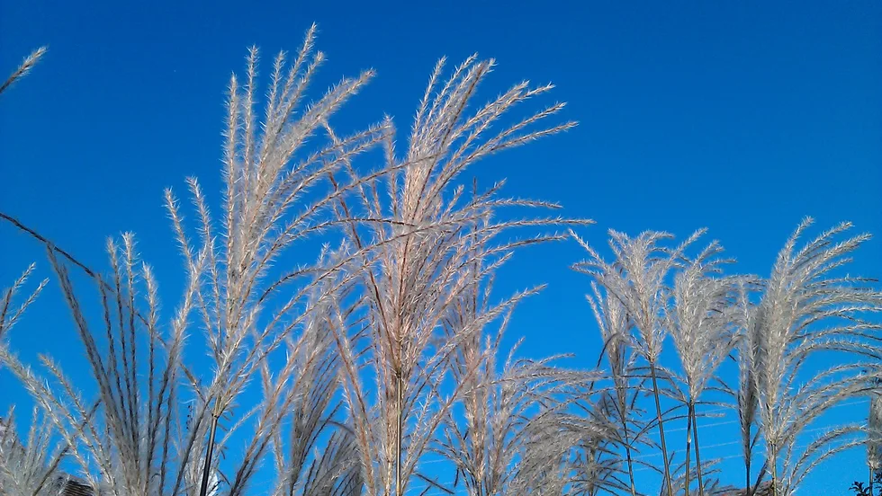 Qigong zwischen Himmel und Erde – Foto 1