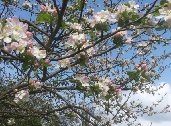 Bewusstseins-Training & spirituelles Singen, Beratung