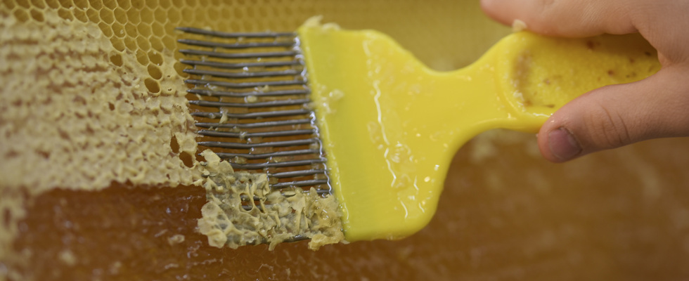 Honigernte - Honigwaben entdeckeln und schleudern in der Wiener Bezirksimkerei