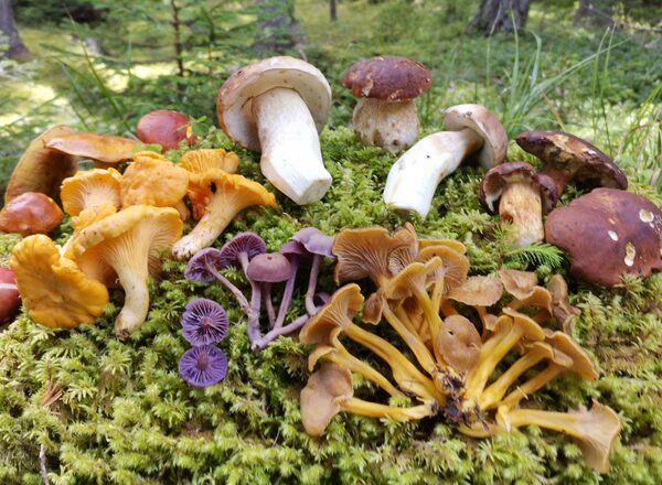 “PILZVERGNÜGT”: Das Schlaraffenland des Pilzreichs – der Herbst und seine Schwammerl