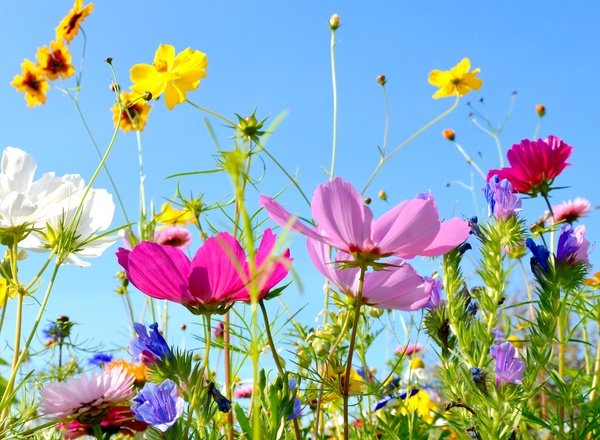 Susanne Richter von diewildweisen