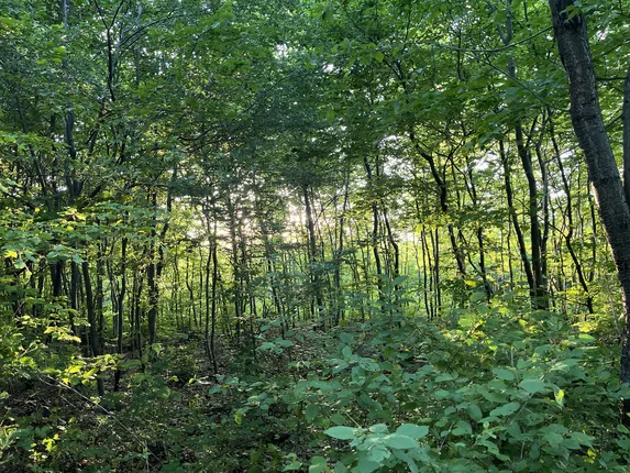 Finanz-Coaching im Wald – Foto 2