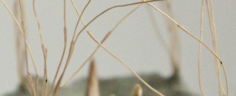 Kreativ Workshop:  Ecosomatic Creation
