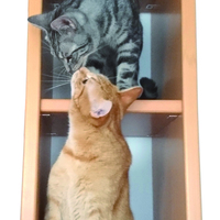 Gallery Foto