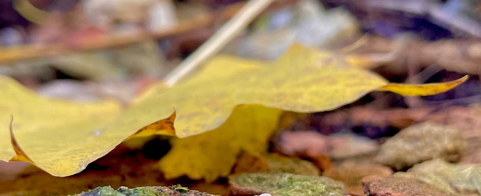 Der innere Blick - Workshop