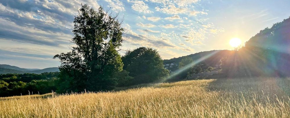 Pflanzenbegegnungen zur Sommer-Sonnenwende